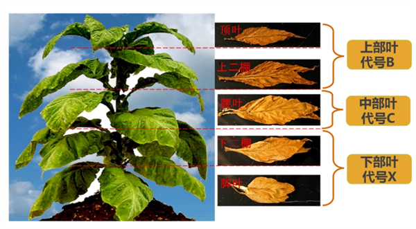 煙葉怎么分級？煙葉分級原理和方法